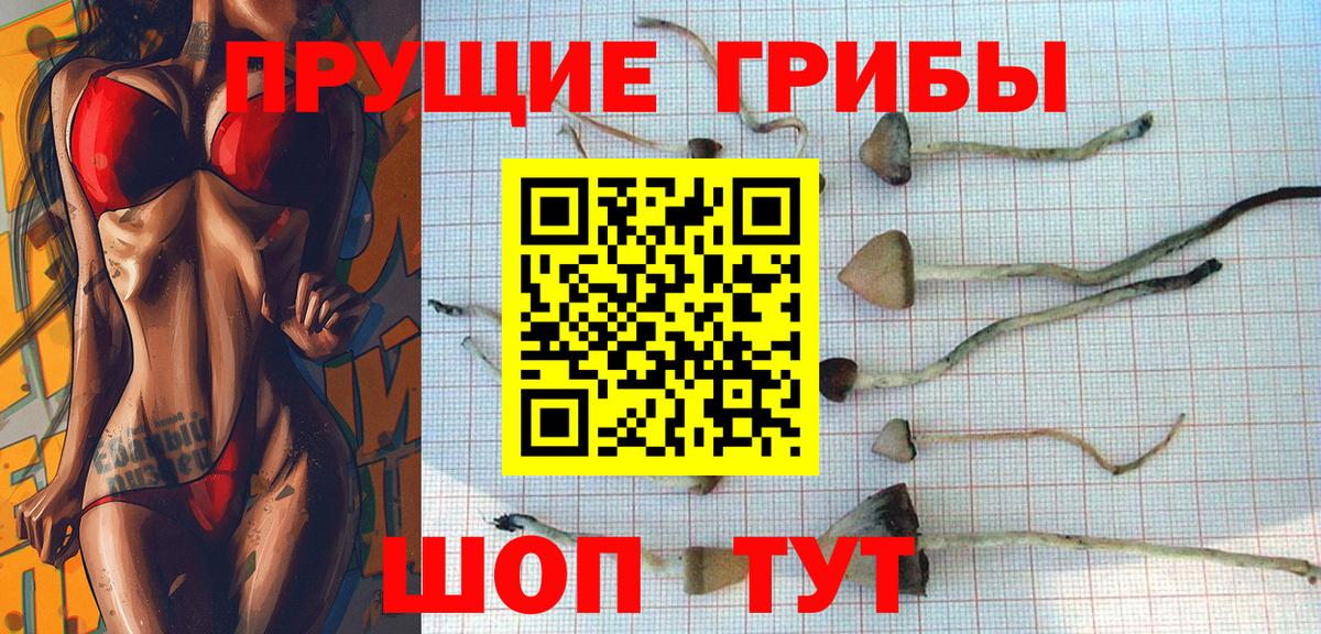 Псилоцибиновые грибы Cubensis Березники